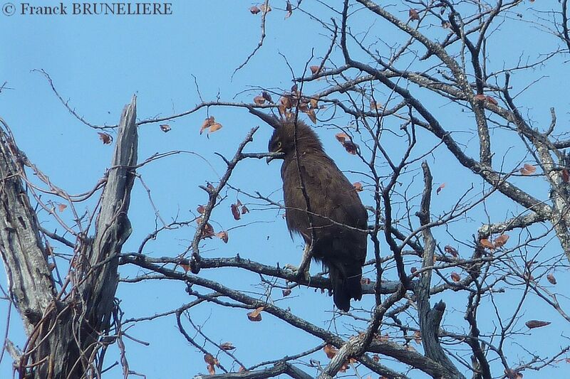 Long-crested Eagleadult