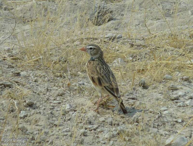 Pink-billed Lark, identification