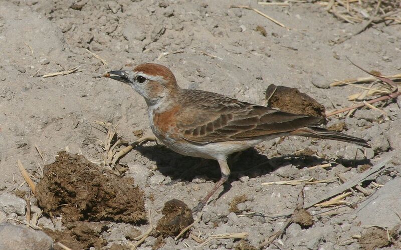 Red-capped Lark