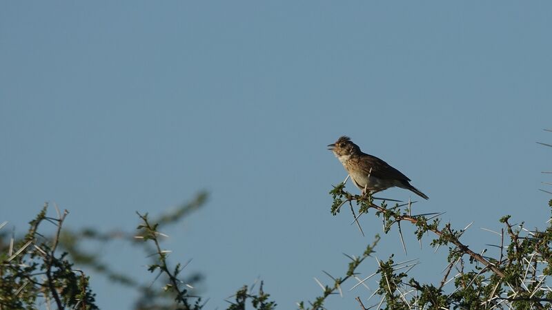 Monotonous Lark