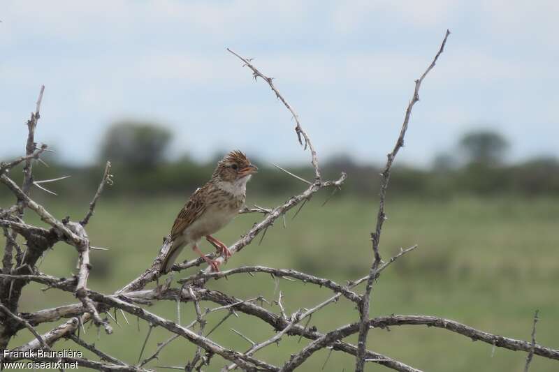 Monotonous Lark, identification