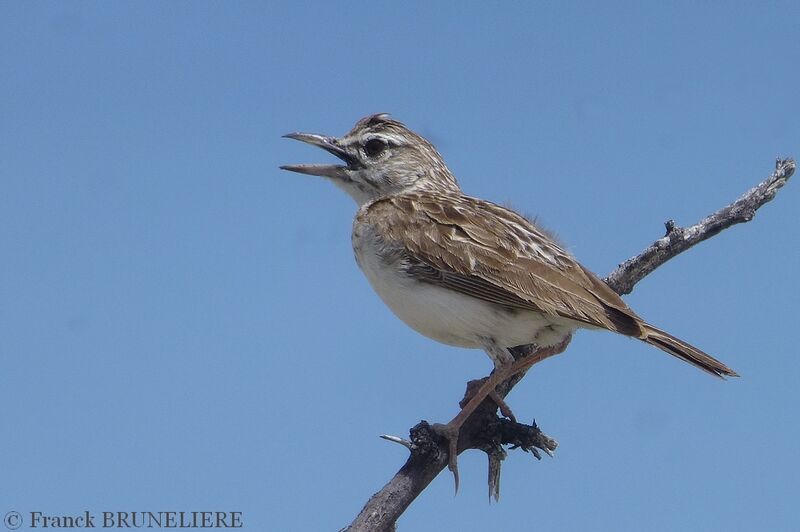 Sabota Lark