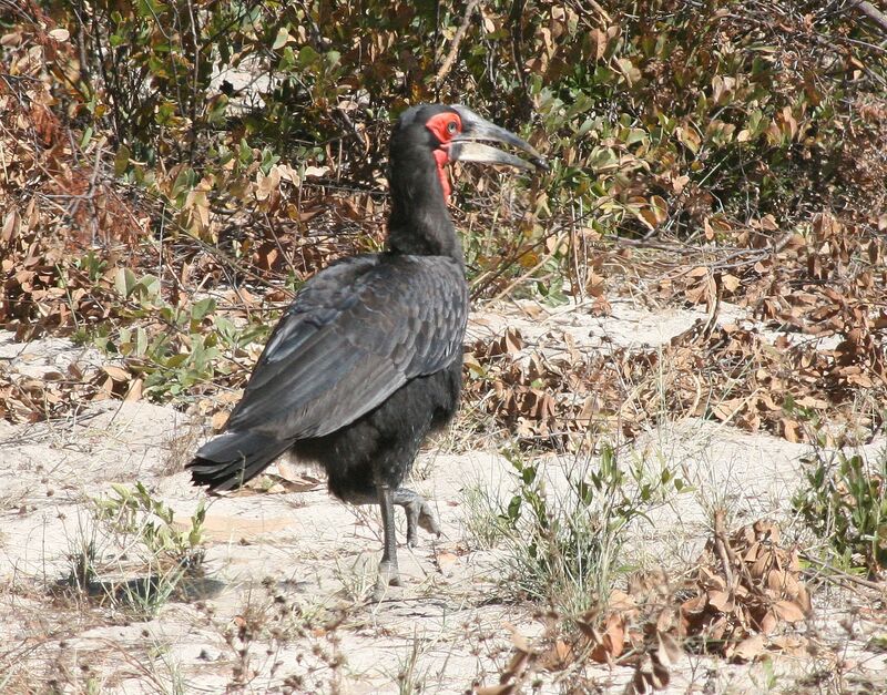 Southern Ground Hornbill