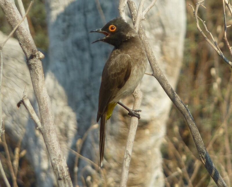 African Red-eyed Bulbul