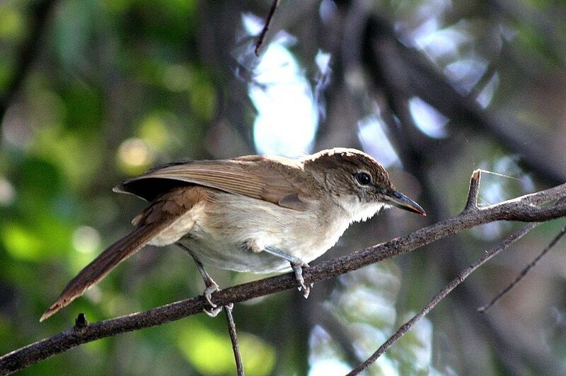 Terrestrial Brownbul