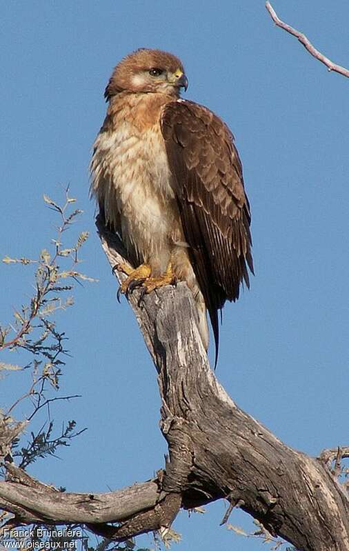 Jackal Buzzardjuvenile, identification