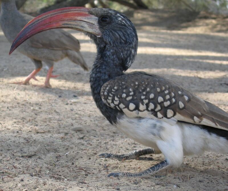 Monteiro's Hornbill