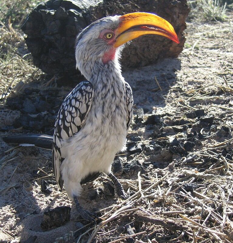 Southern Yellow-billed Hornbill