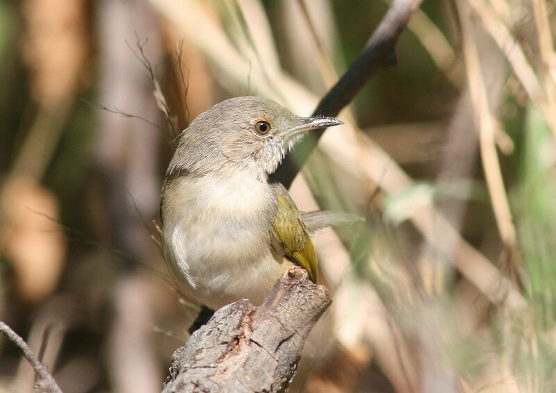 Grey-backed Camaroptera