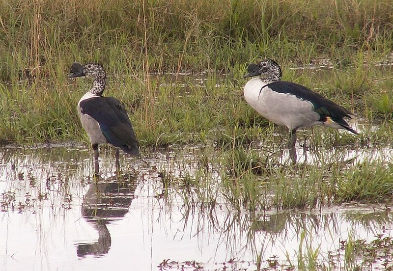 Knob-billed Duck