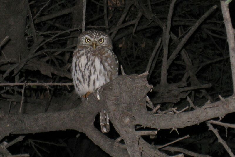 Pearl-spotted Owlet