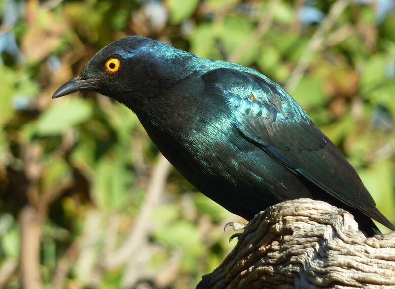 Cape Starling