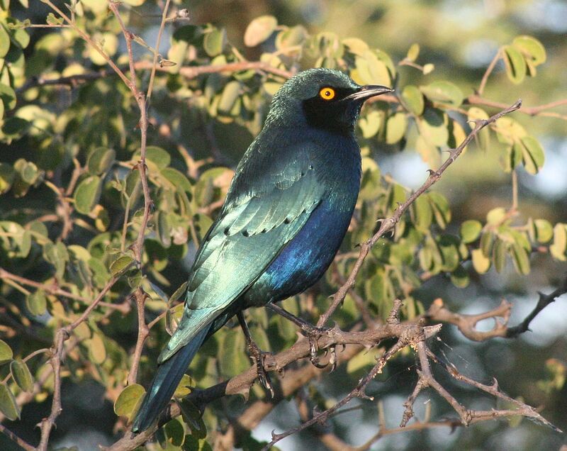 Greater Blue-eared Starling