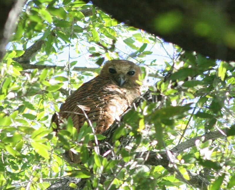 Pel's Fishing Owl