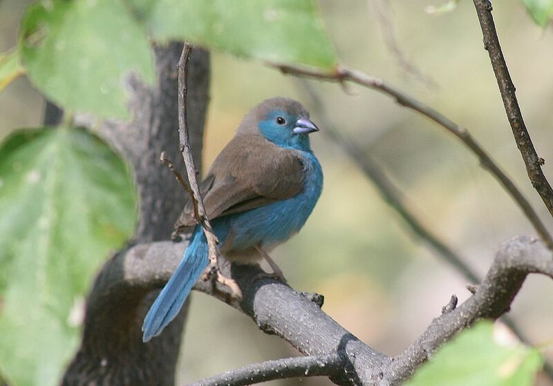 Blue Waxbill