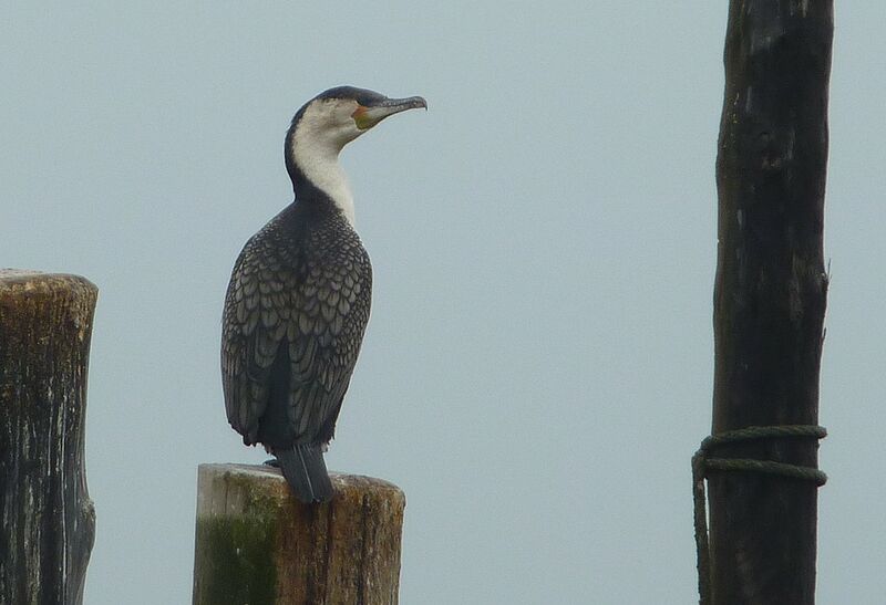 White-breasted Cormorant