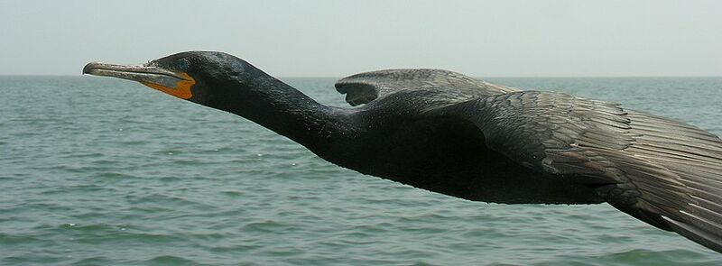 Cape Cormorant