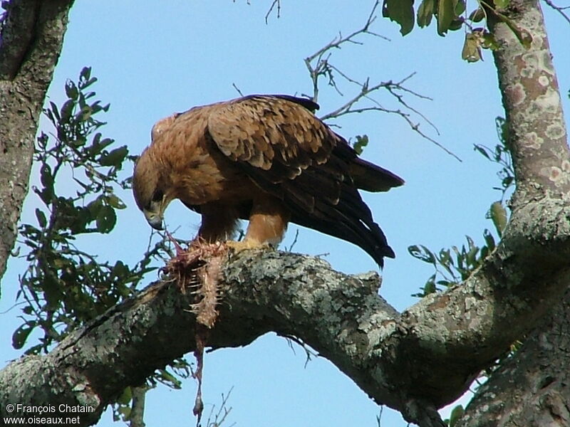 Aigle ravisseur