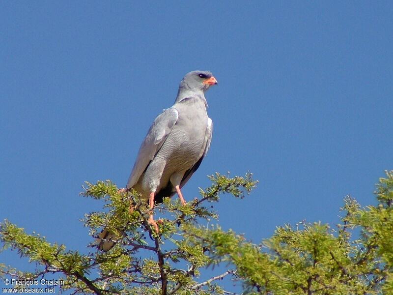 Pale Chanting Goshawk