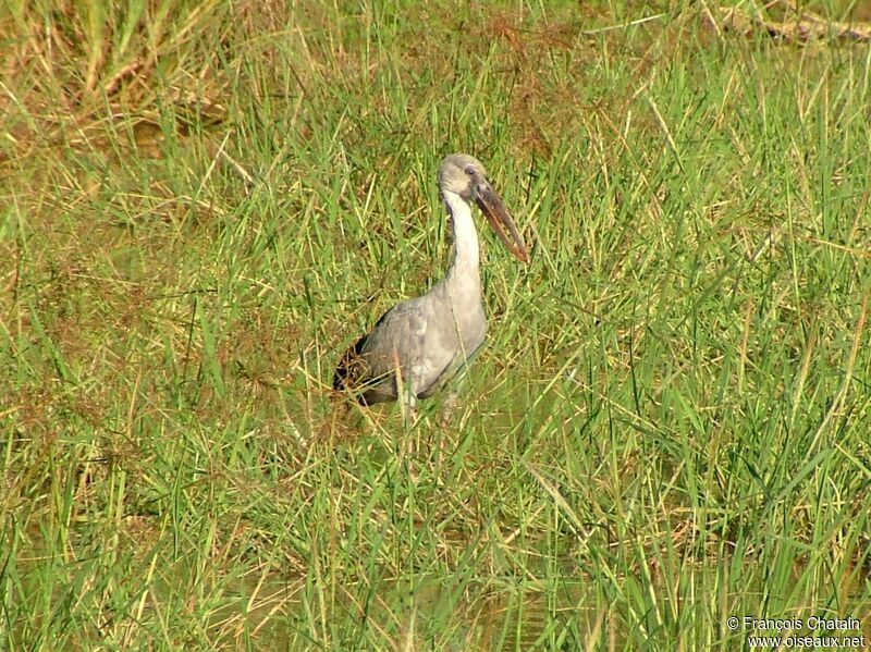 Asian Openbill