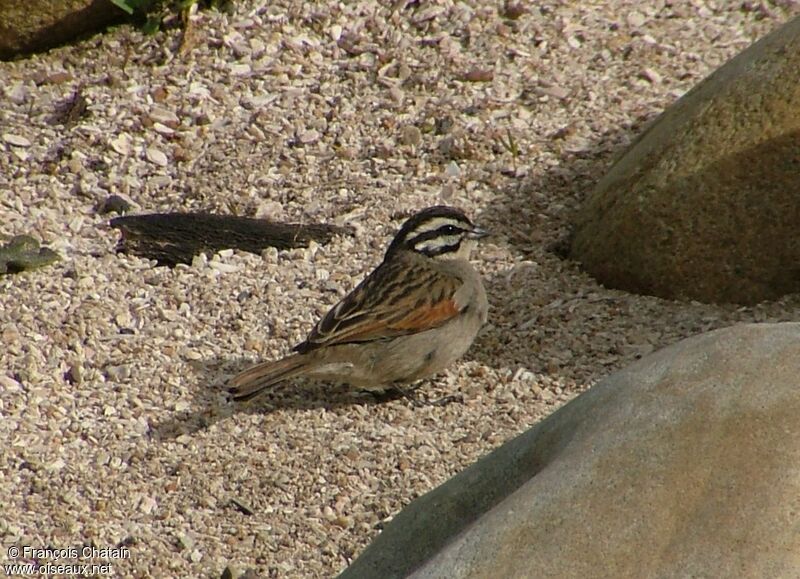 Bruant du Cap