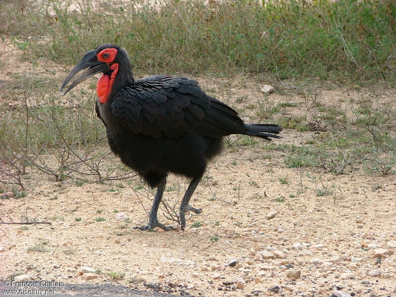 Southern Ground Hornbill