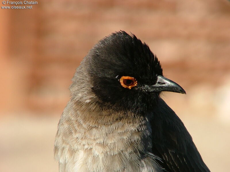 African Red-eyed Bulbul