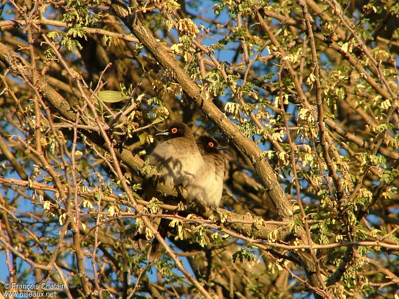 African Red-eyed Bulbul