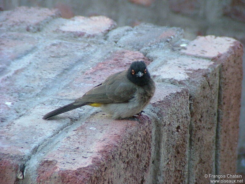 African Red-eyed Bulbul