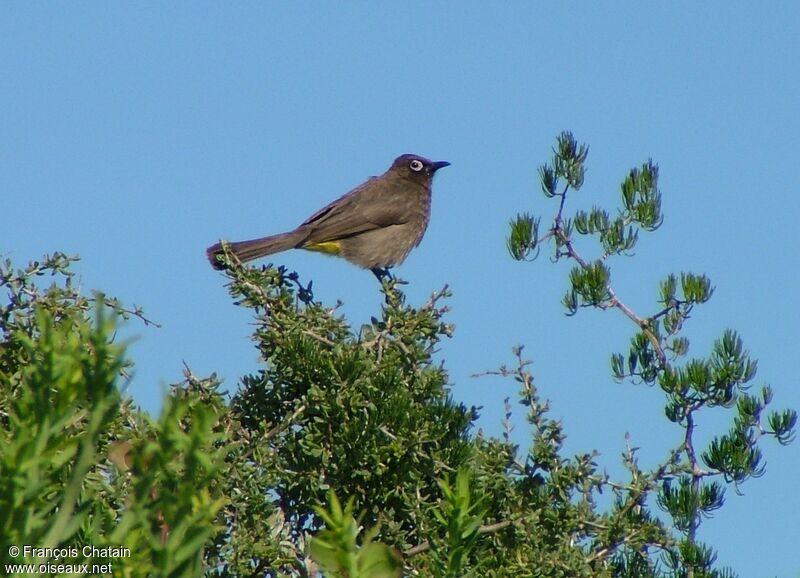 Bulbul du Cap