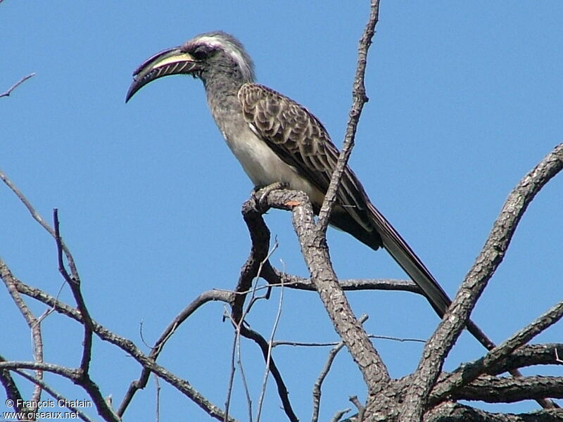 African Grey Hornbill