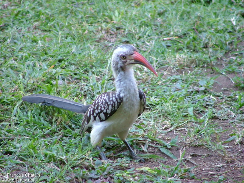 Southern Red-billed Hornbill