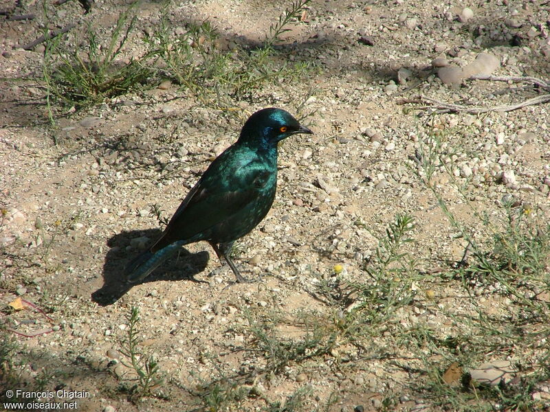 Cape Starling