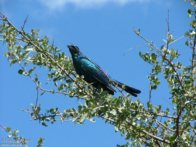 Burchell's Starling