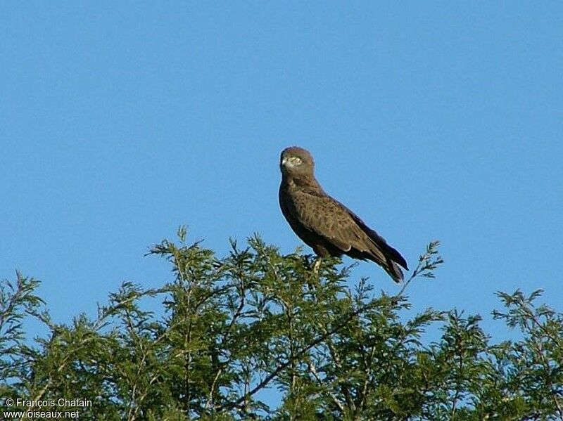 Brown Snake Eagle