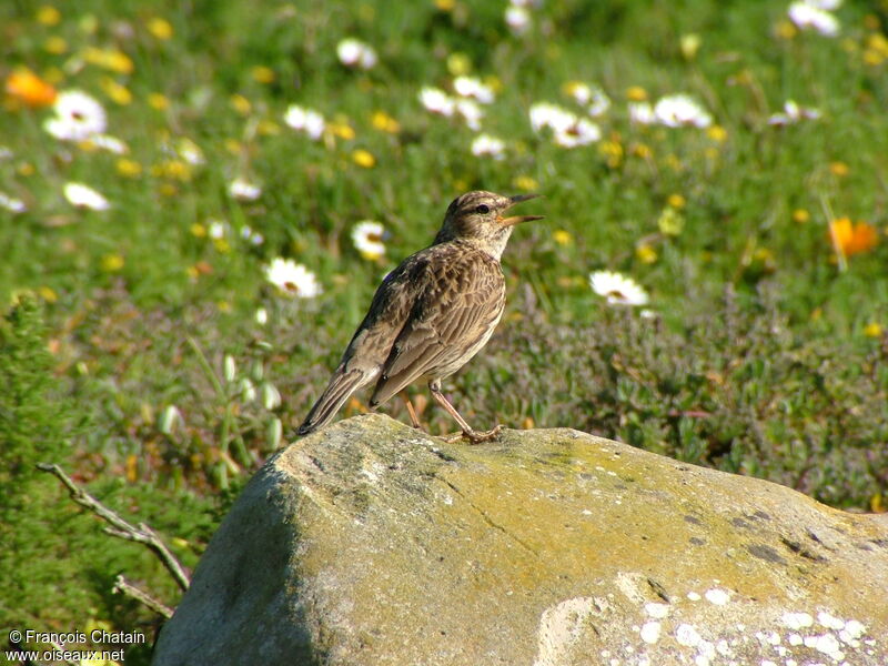 Large-billed Lark