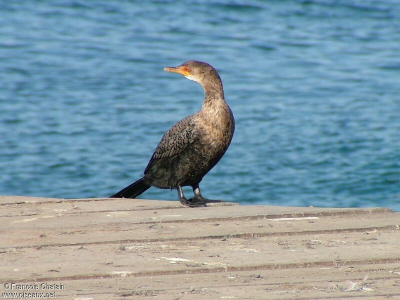 Reed Cormorant