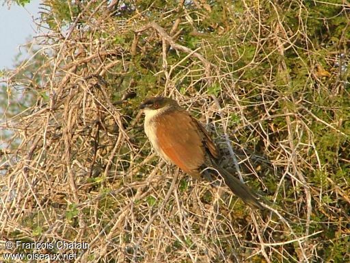 Burchell's Coucal