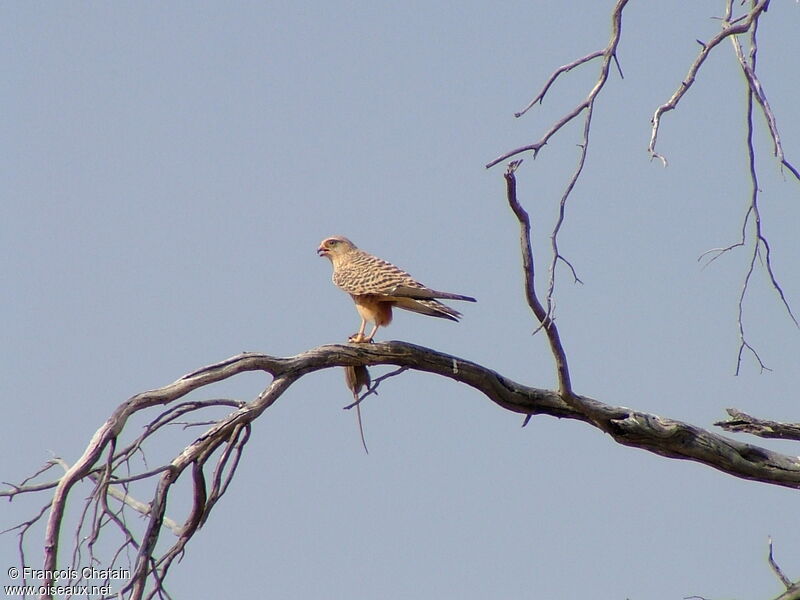 Greater Kestrel