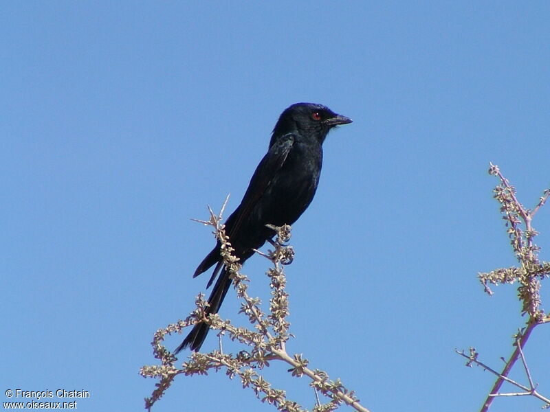 Fork-tailed Drongo