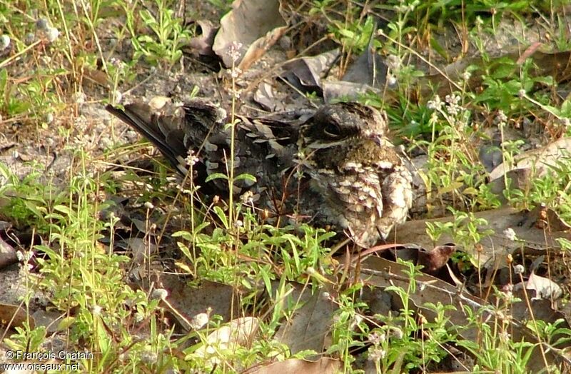 Grey Nightjar