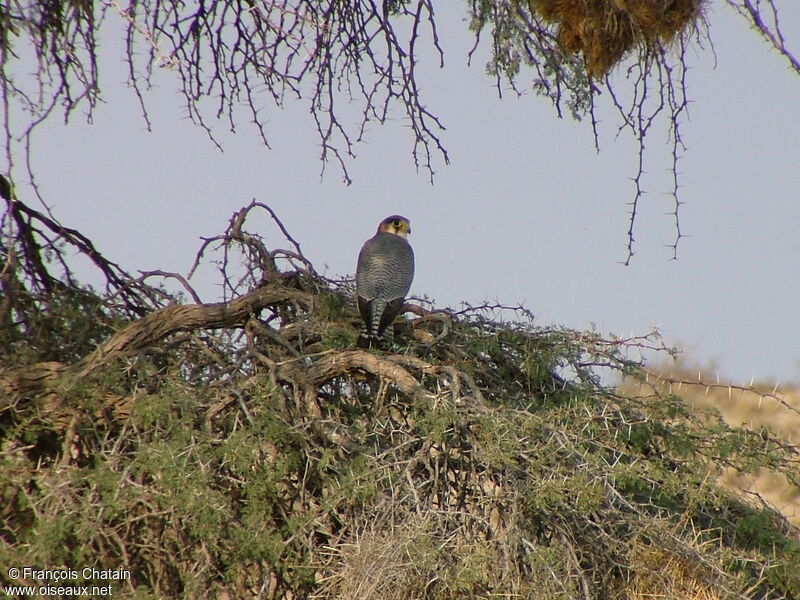 Red-necked Falcon