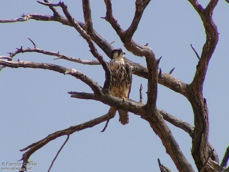 Lanner Falcon