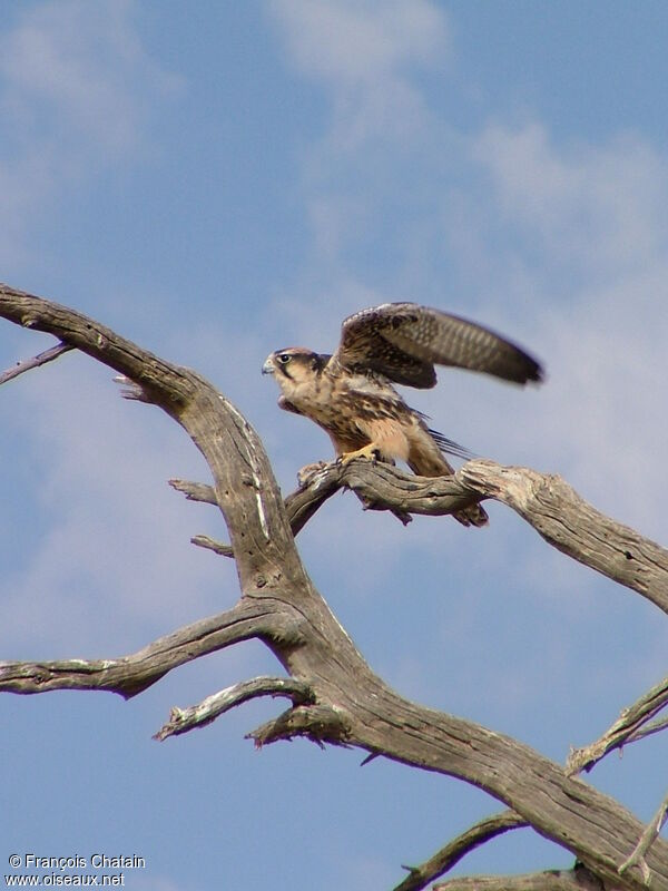 Lanner Falcon