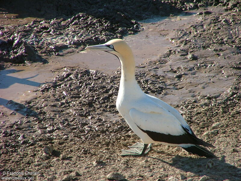 Cape Gannet