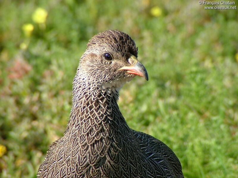 Cape Spurfowl