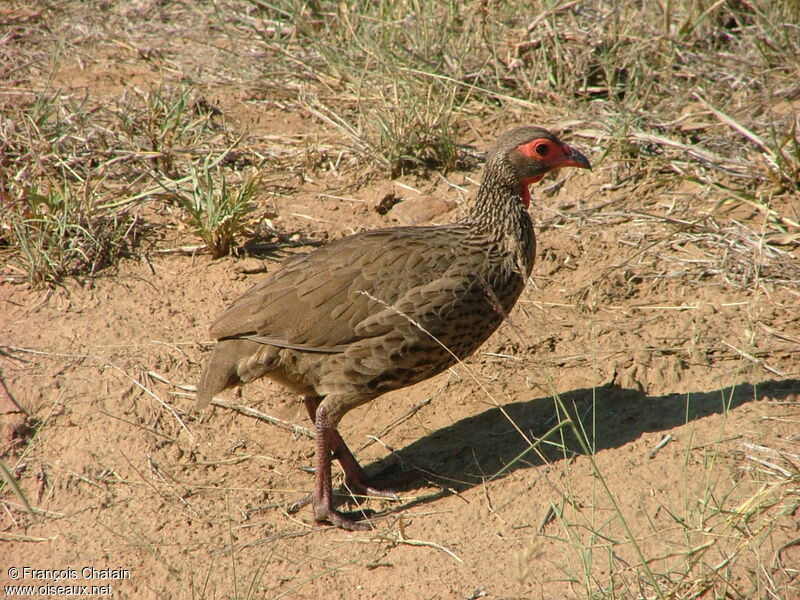 Francolin de Swainson