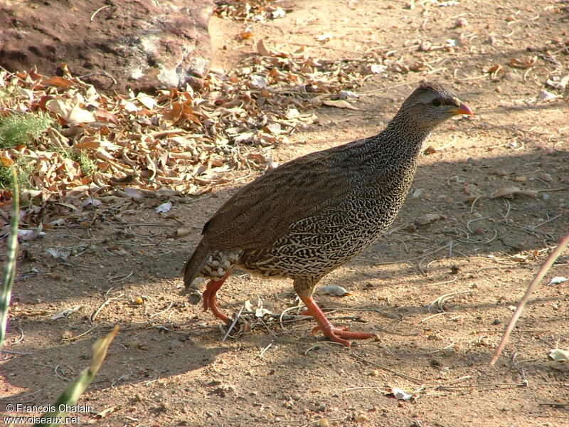 Francolin du Natal