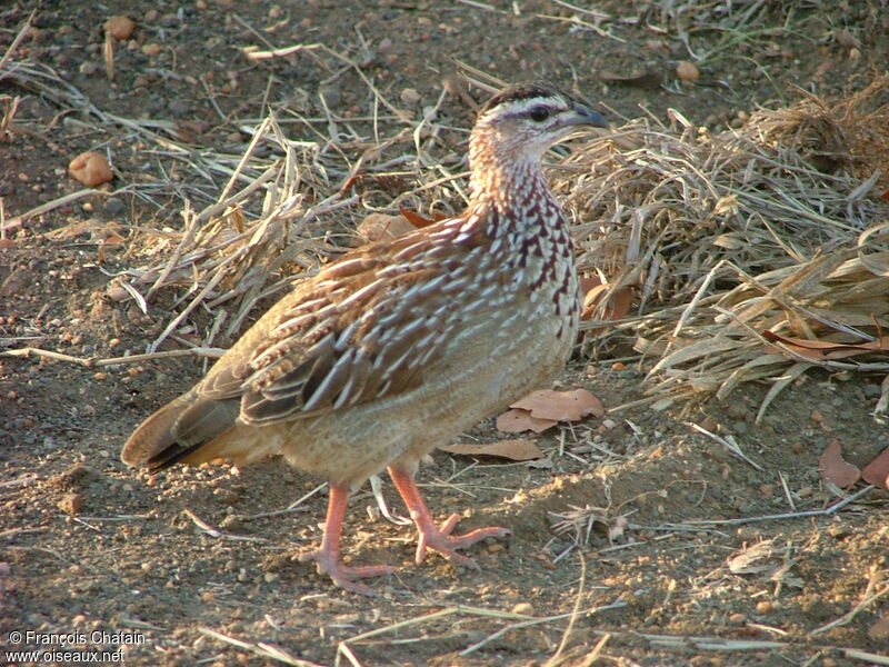 Francolin huppé