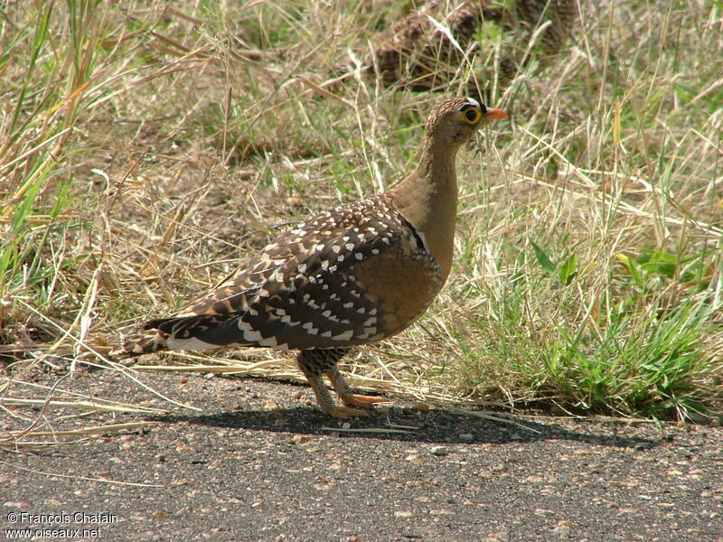 Double-banded Sandgrouse